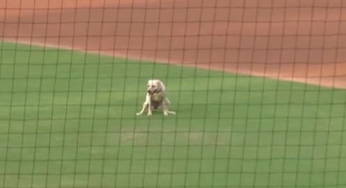 Phillies bat dog takes bathroom break #phillies #bluejays